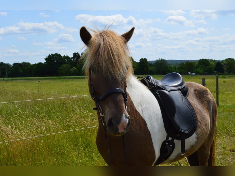 Pony Islandese Castrone 7 Anni 137 cm Pezzato in Suderburg