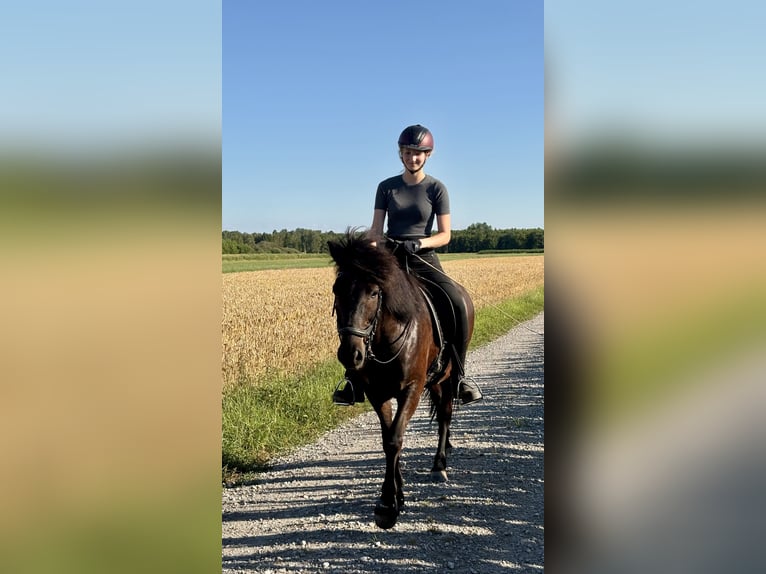 Pony Islandese Castrone 7 Anni 138 cm Morello in Weil