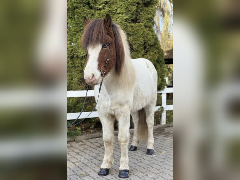 Pony Islandese Castrone 7 Anni 138 cm Pezzato in Lochen am See