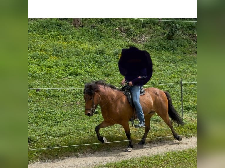 Pony Islandese Castrone 7 Anni 140 cm Baio in Aalen