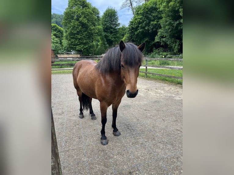 Pony Islandese Castrone 7 Anni 140 cm Baio in Aalen