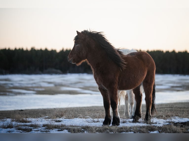 Pony Islandese Castrone 7 Anni 140 cm Baio in Selfossi