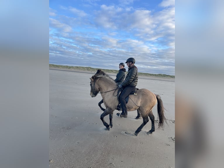 Pony Islandese Castrone 7 Anni 140 cm Falbo in Nettersheim