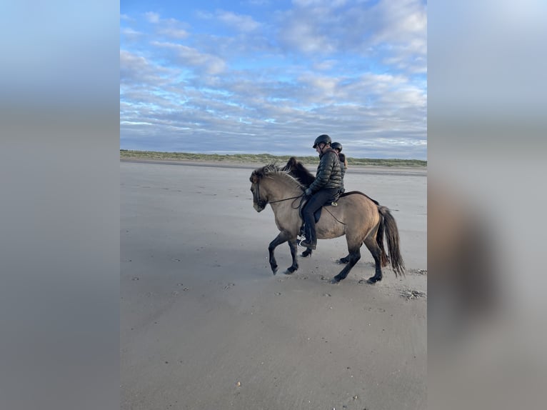 Pony Islandese Castrone 7 Anni 140 cm Falbo in Nettersheim