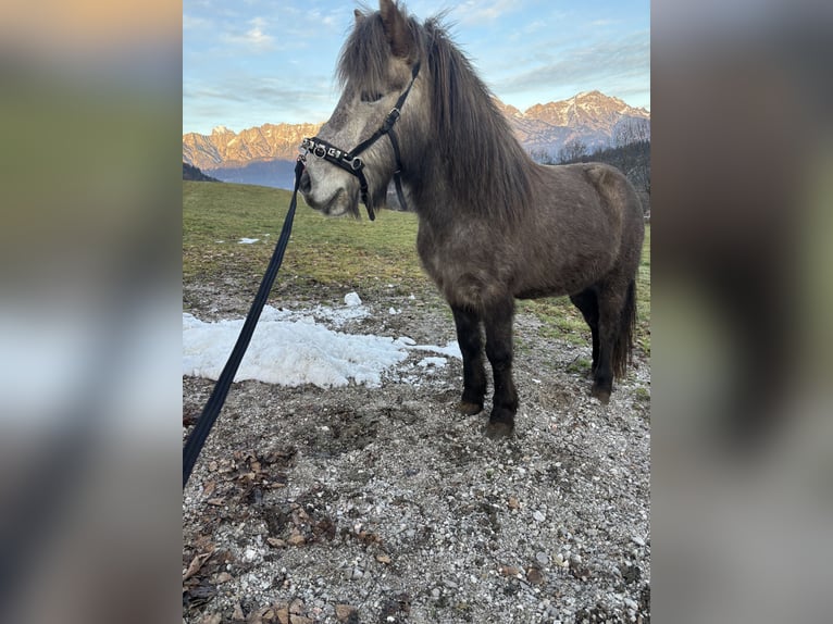 Pony Islandese Castrone 7 Anni 140 cm Grigio in Saalfelden