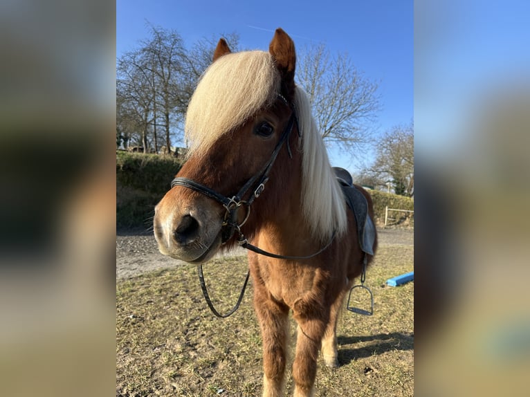 Pony Islandese Castrone 7 Anni 140 cm Sauro in Bensheim