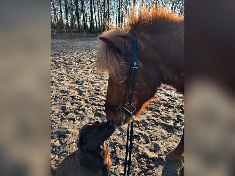 Pony Islandese Castrone 7 Anni 140 cm Sauro in Martfeld