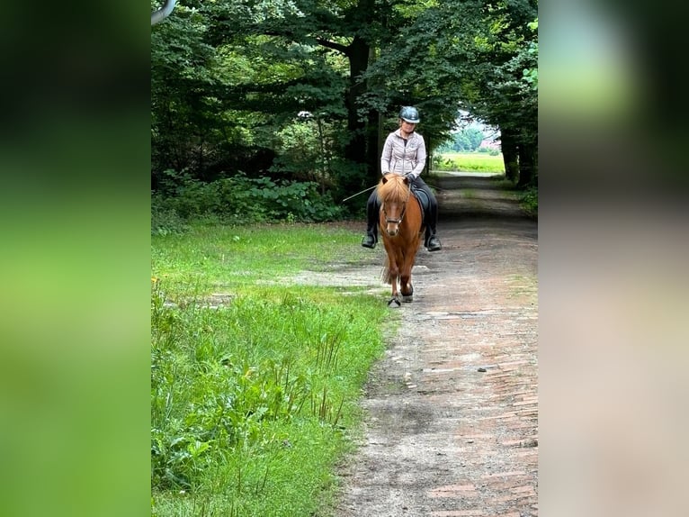 Pony Islandese Castrone 7 Anni 140 cm Sauro in Schwarme