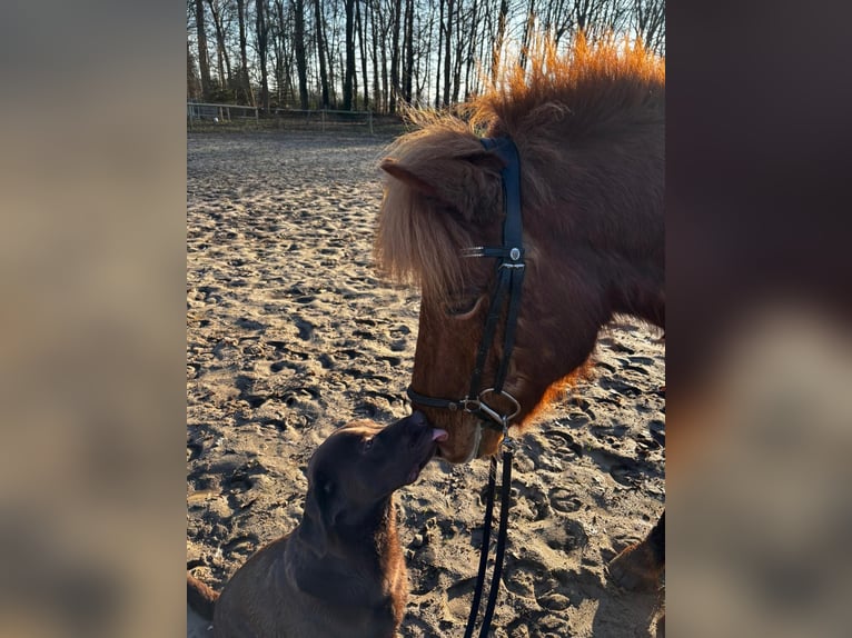 Pony Islandese Castrone 7 Anni 140 cm Sauro in Schwarme