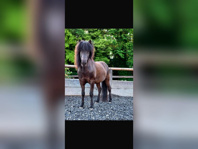 Pony Islandese Castrone 7 Anni 142 cm Morello in Meckenheim