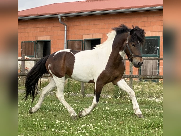 Pony Islandese Castrone 7 Anni 142 cm Pezzato in Bücken