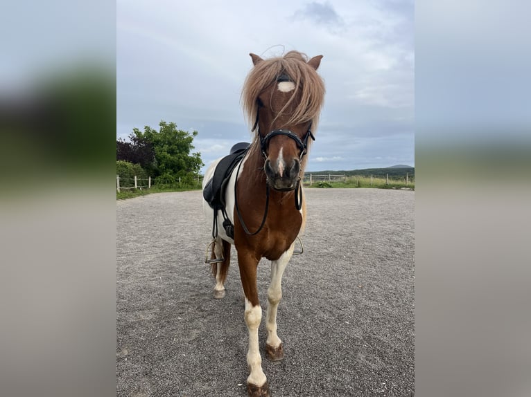 Pony Islandese Castrone 7 Anni 142 cm Pezzato in Sattelbach