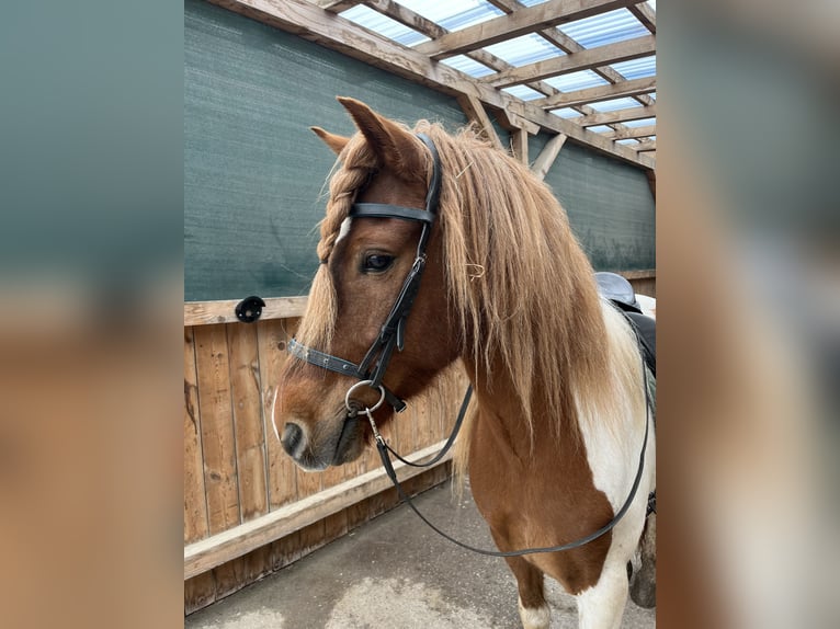 Pony Islandese Castrone 7 Anni 142 cm Pezzato in Sattelbach
