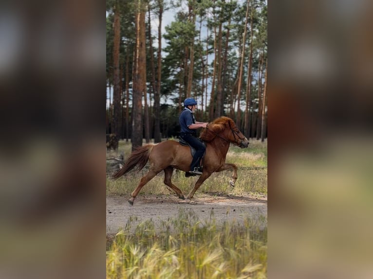 Pony Islandese Castrone 7 Anni 142 cm Sauro in Wittbrietzen