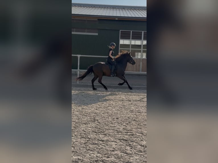 Pony Islandese Castrone 7 Anni 143 cm Morello in Bad Emstal