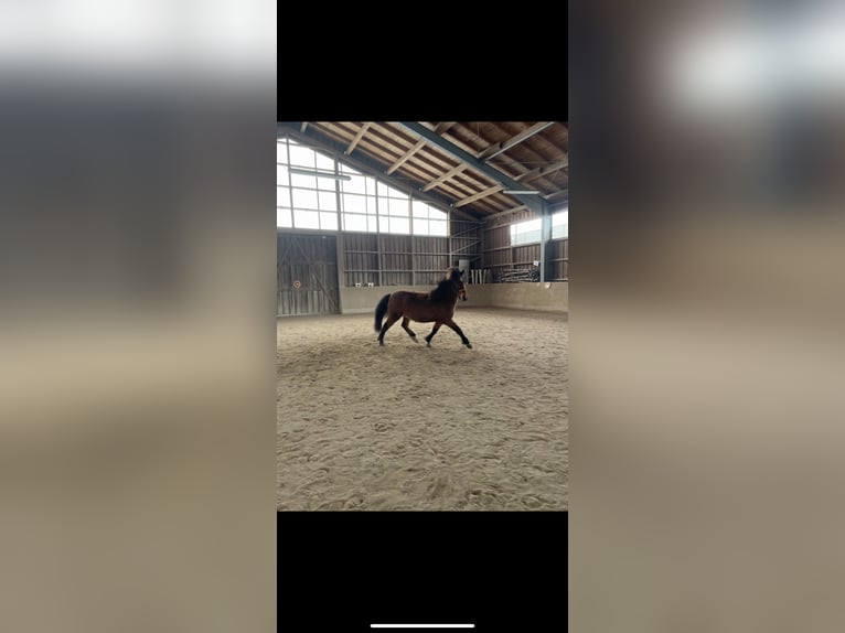 Pony Islandese Castrone 7 Anni 144 cm Baio in Oberstenfeld