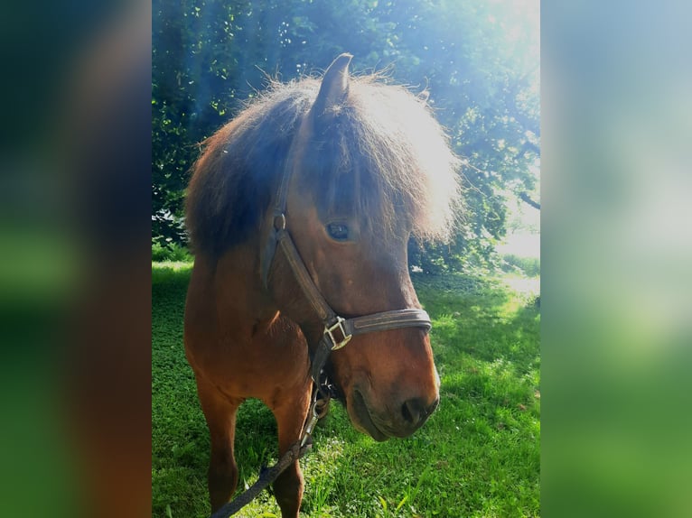 Pony Islandese Castrone 7 Anni 144 cm Baio in Remchingen