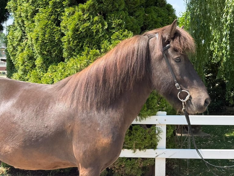 Pony Islandese Castrone 7 Anni 144 cm Morello in Mining