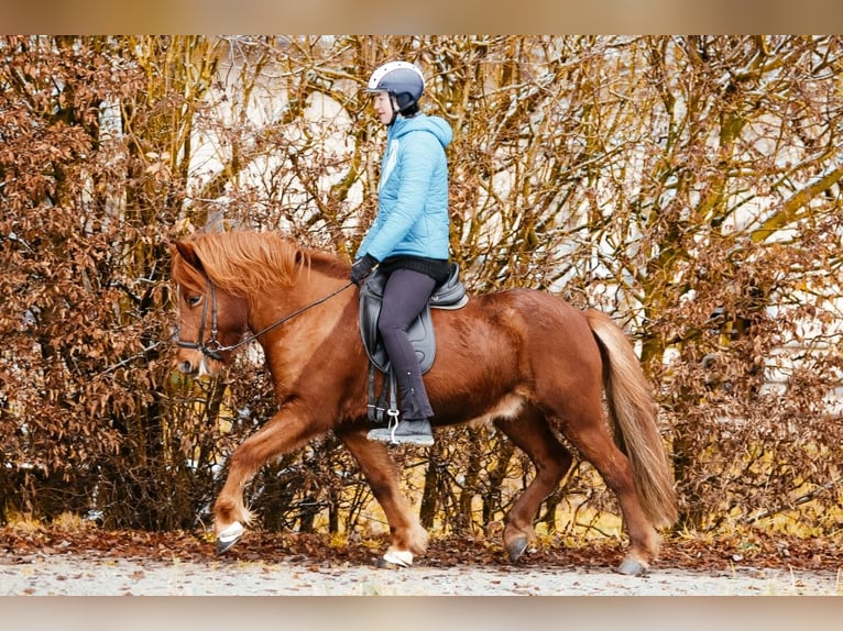 Pony Islandese Castrone 7 Anni 144 cm Sauro in Taufkirchen an der Trattnach