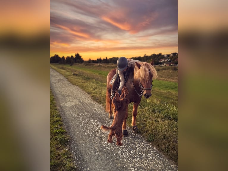 Pony Islandese Castrone 7 Anni 145 cm Sauro in Hildesheim