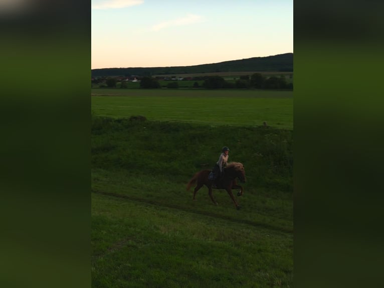 Pony Islandese Castrone 7 Anni 145 cm Sauro in Hildesheim