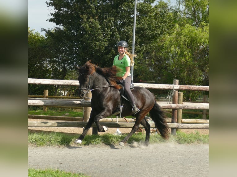 Pony Islandese Castrone 7 Anni 146 cm Morello in Euskirchen