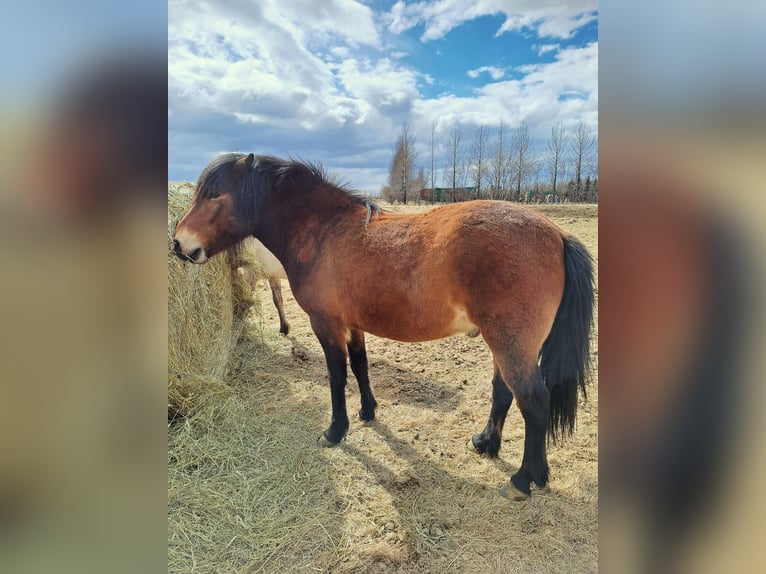 Pony Islandese Castrone 7 Anni 147 cm Baio ciliegia in Hellu