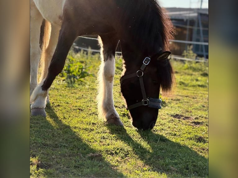 Pony Islandese Castrone 7 Anni 148 cm Pezzato in Kall