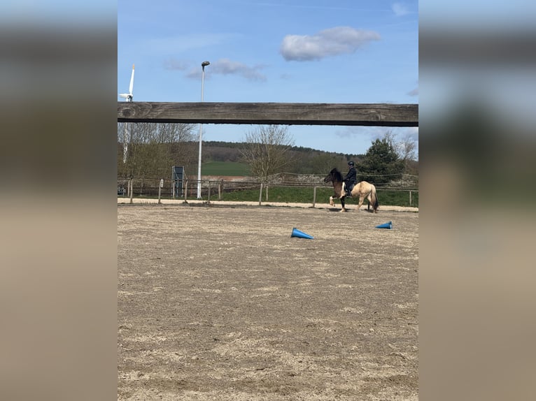 Pony Islandese Castrone 7 Anni 148 cm Pezzato in Kall