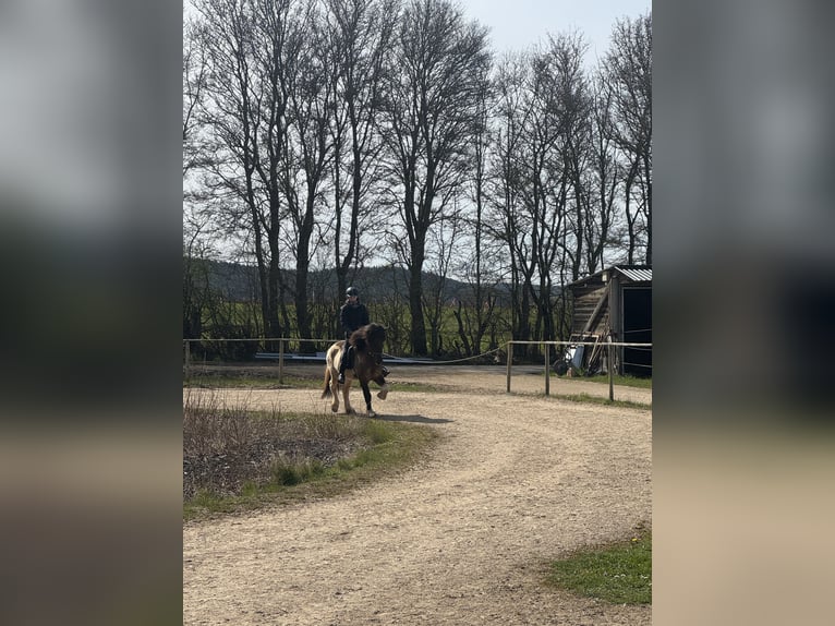 Pony Islandese Castrone 7 Anni 148 cm Pezzato in Kall