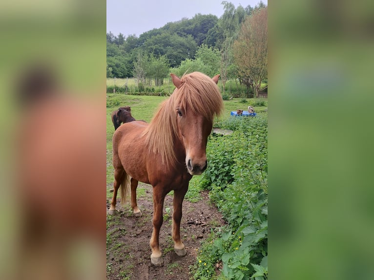 Pony Islandese Castrone 7 Anni 148 cm Sauro in Witten