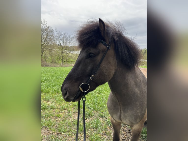 Pony Islandese Castrone 7 Anni 149 cm Falbo in Alfter