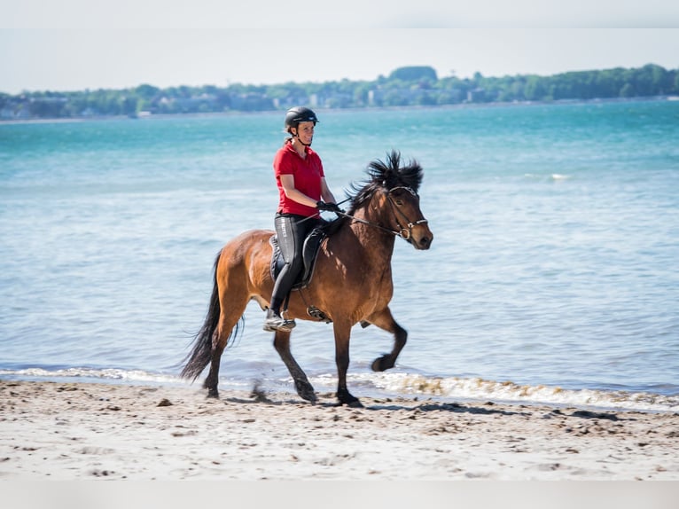 Pony Islandese Castrone 7 Anni 150 cm Baio in Seedorf