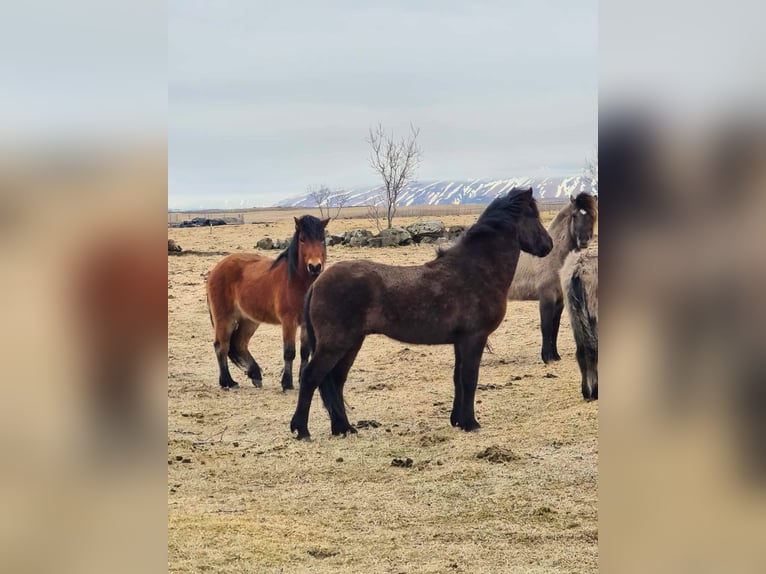 Pony Islandese Castrone 7 Anni 150 cm Morello in Hella