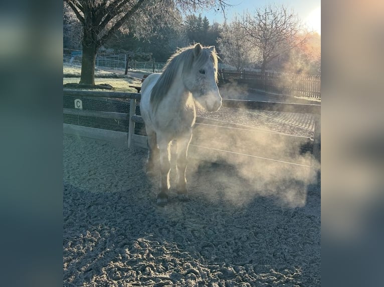 Pony Islandese Castrone 7 Anni Grigio in Zell am Pettenfirst