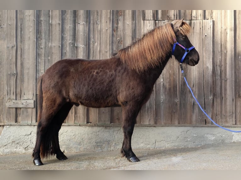 Pony Islandese Castrone 7 Anni Morello in Stra&#xDF;walchen