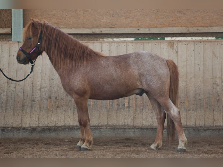 Pony Islandese Castrone 7 Anni Sauro in Pfalzgrafenweiler