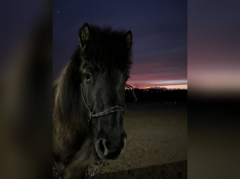 Pony Islandese Castrone 8 Anni 132 cm Falbo in Bad Oeynhausen