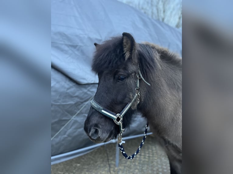 Pony Islandese Castrone 8 Anni 132 cm Falbo in Bad Oeynhausen