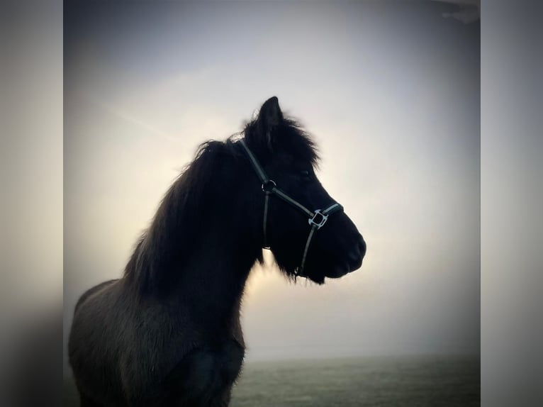 Pony Islandese Castrone 8 Anni 132 cm Falbo in Bad Oeynhausen