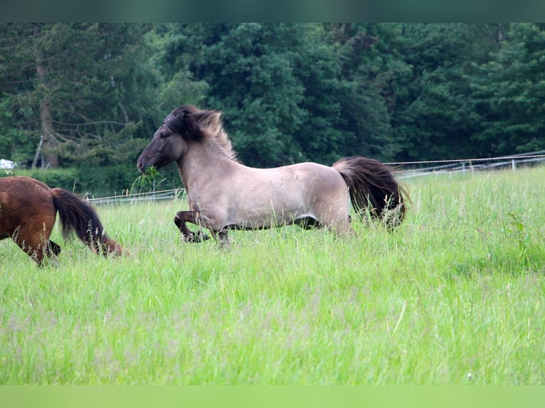 Pony Islandese Castrone 8 Anni 132 cm Falbo in Bad Oeynhausen