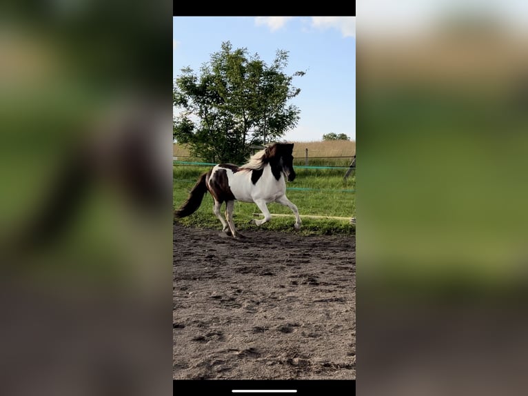 Pony Islandese Castrone 8 Anni 134 cm Pezzato in Königswinter