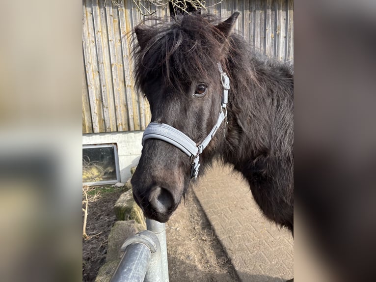 Pony Islandese Castrone 8 Anni 135 cm Morello in Oberstenfeld