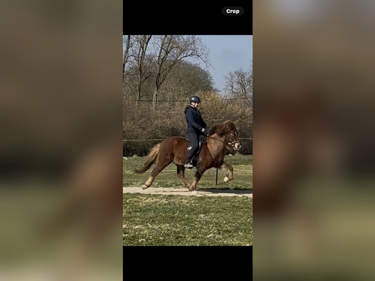 Pony Islandese Castrone 8 Anni 135 cm Sauro in Eynatten