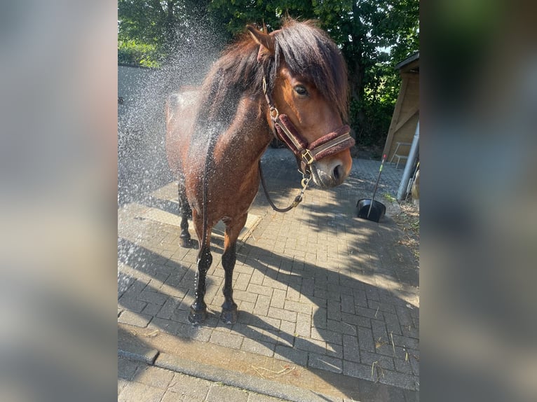 Pony Islandese Castrone 8 Anni 136 cm Baio in Swalmen