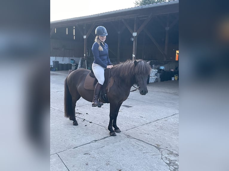 Pony Islandese Castrone 8 Anni 137 cm Baio nero in Nienhagen