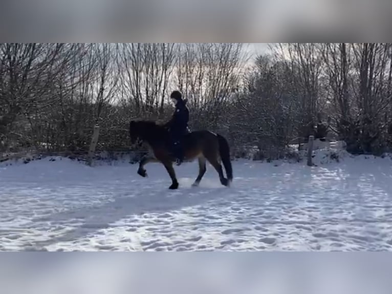 Pony Islandese Castrone 8 Anni 138 cm Baio in Bosau