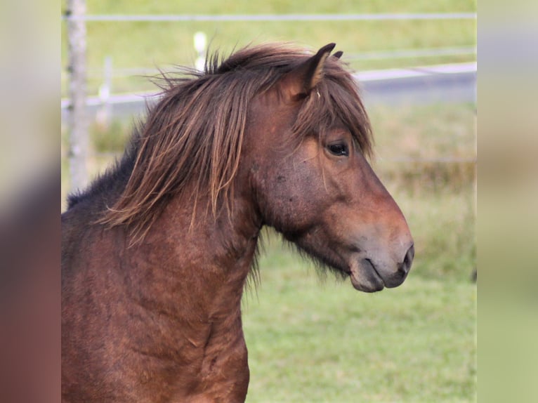 Pony Islandese Castrone 8 Anni 138 cm Baio in Friesenhagen