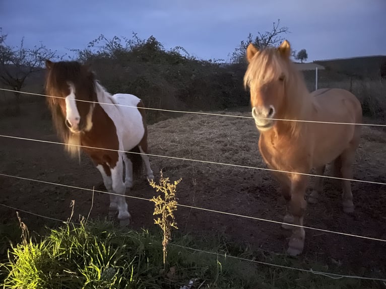 Pony Islandese Castrone 8 Anni 138 cm Falbo in Oberotterbach