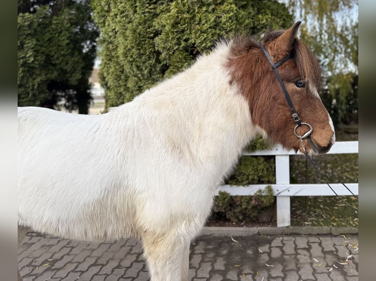 Pony Islandese Castrone 8 Anni 138 cm Pezzato in Lochen am See
